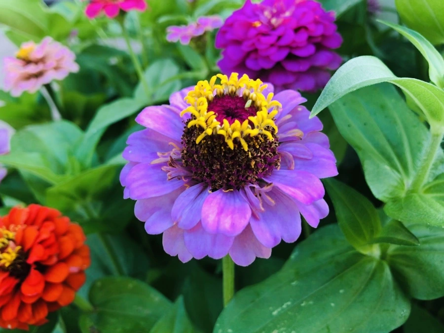 IMG_1826.jpg?type=w966