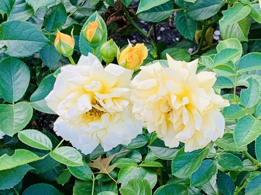 IMG_2931.jpg?type=w966