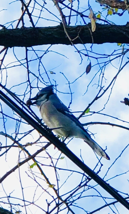 IMG_5519.jpg?type=w966