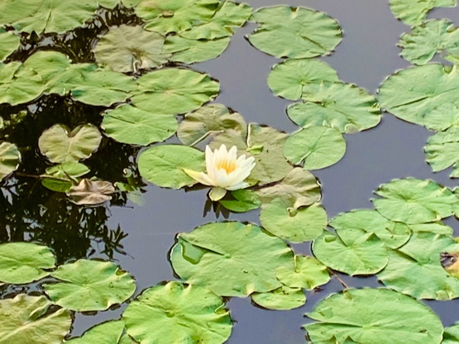 IMG_1048.jpg?type=w966