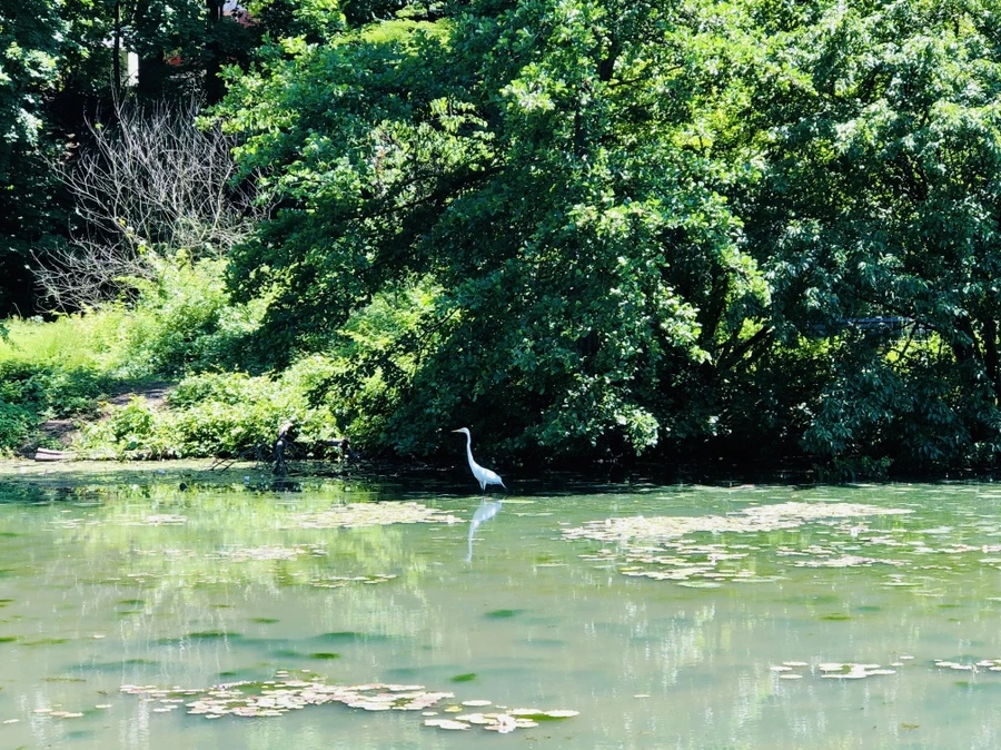 IMG_9701.jpg?type=w966