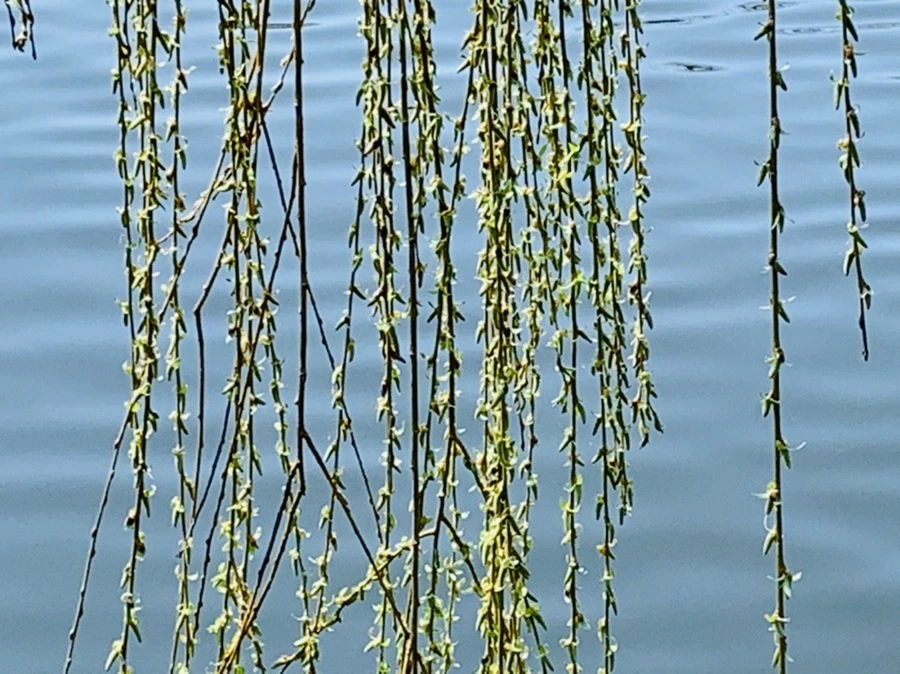 IMG_4426.jpg?type=w966