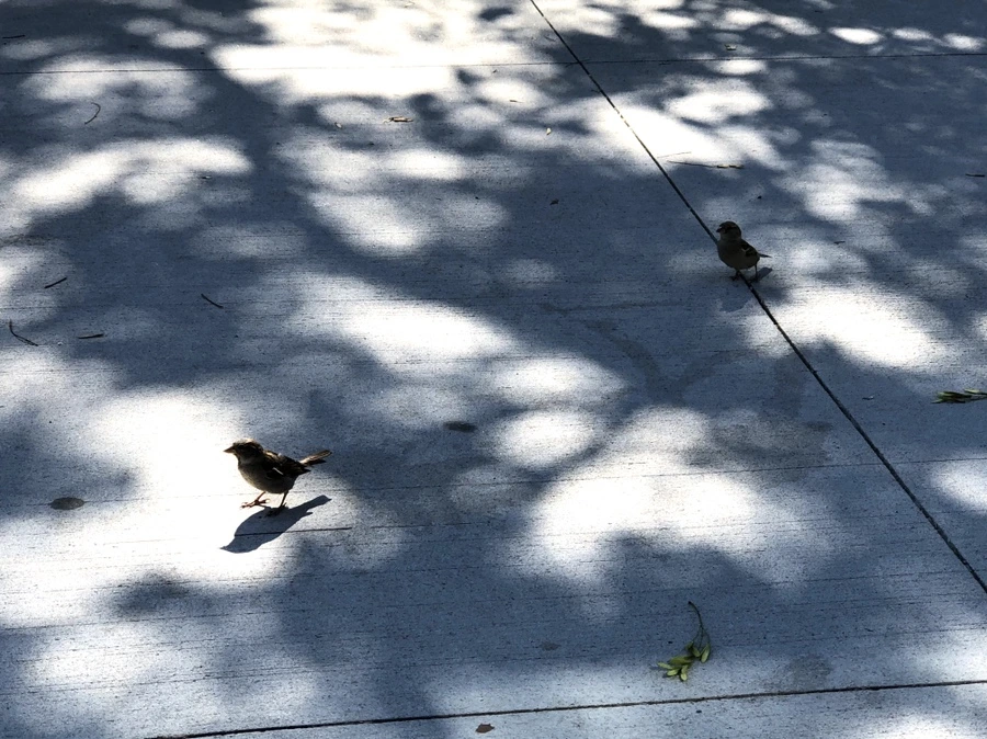 IMG_3472.jpg?type=w966