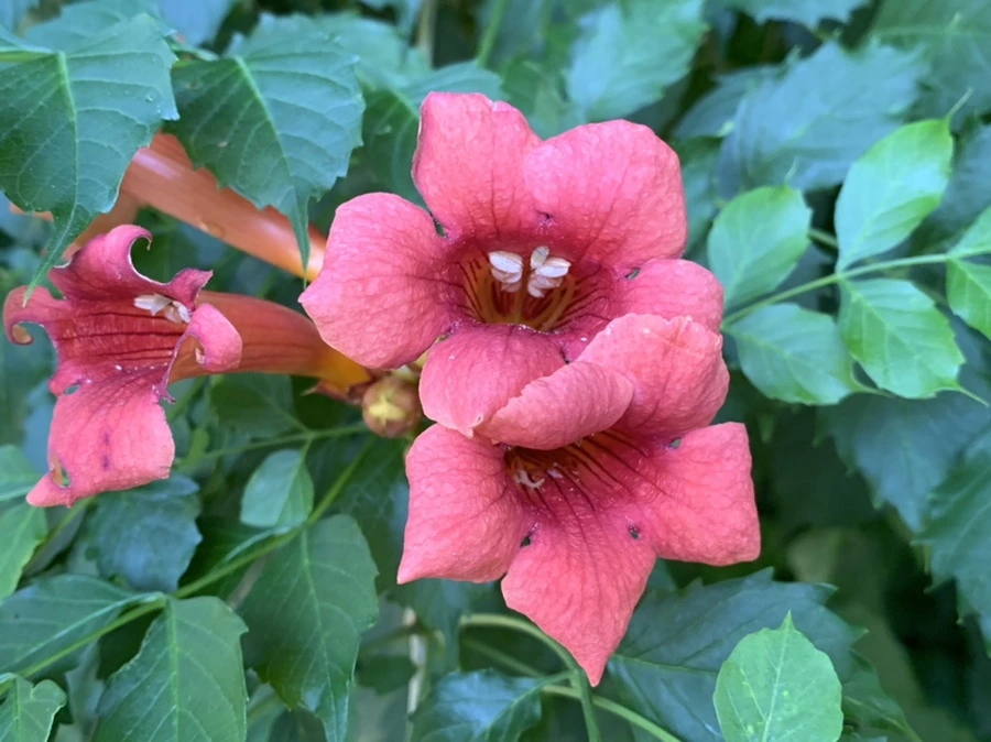 IMG_6225.jpg?type=w966