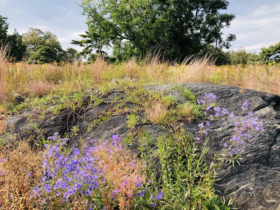 IMG_1594.jpg?type=w966