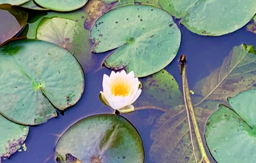 IMG_8263.jpg?type=w966