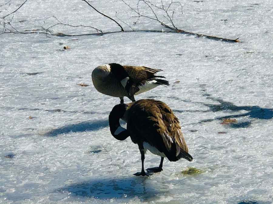 IMG_5454.jpg?type=w966