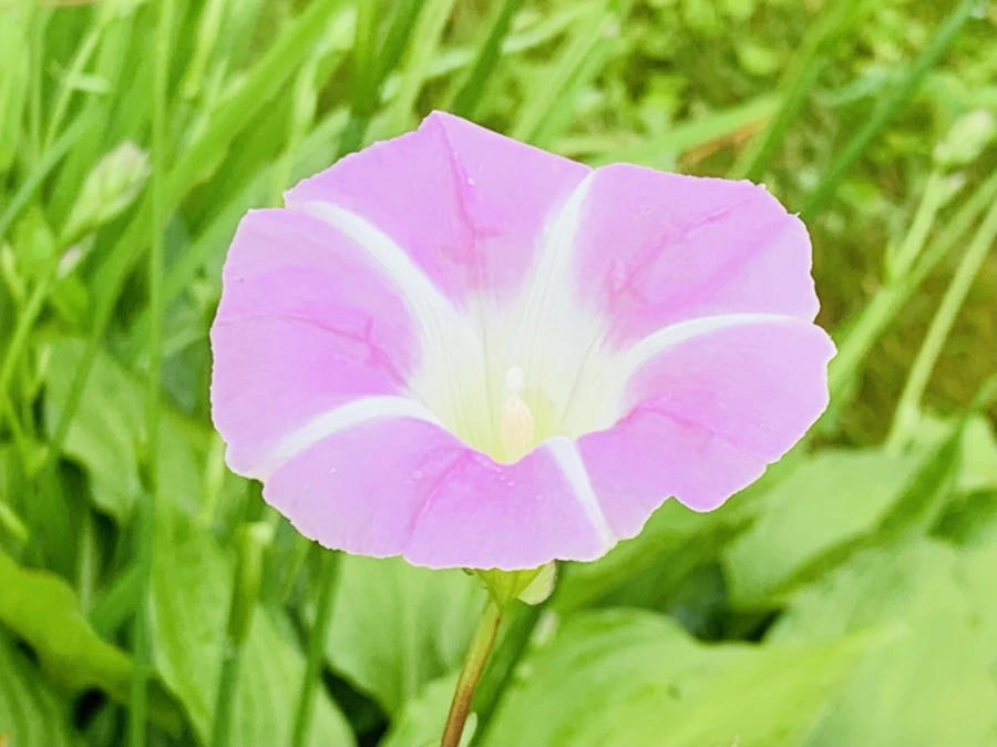 IMG_9626.jpg?type=w966