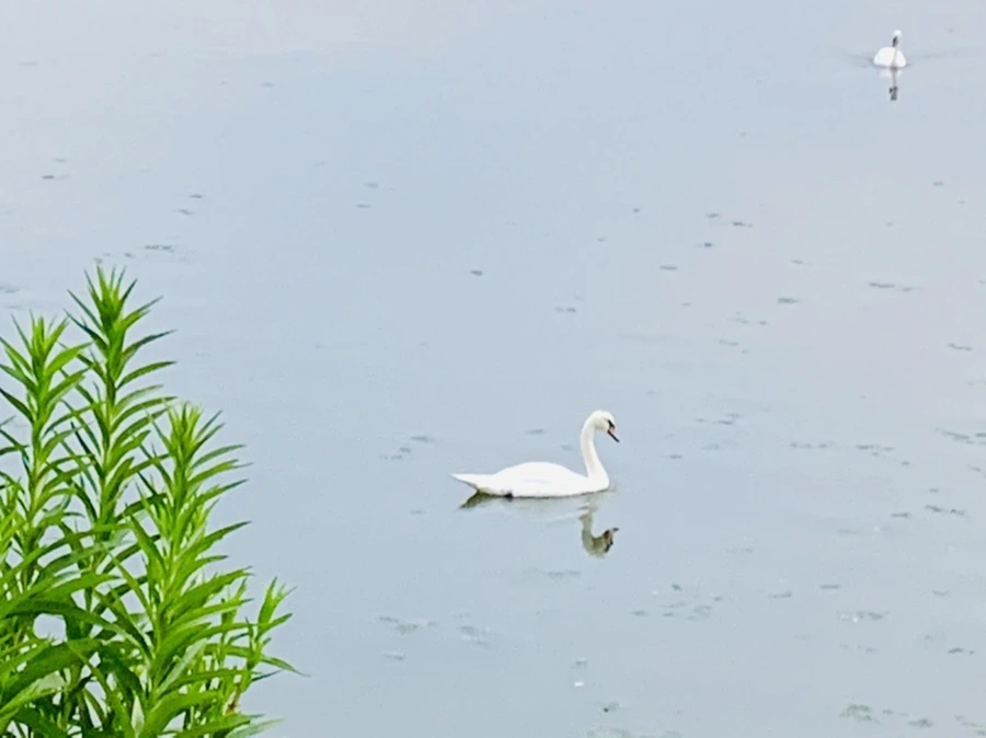 IMG_6351.jpg?type=w966