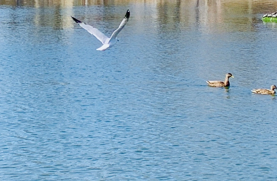 IMG_9367.jpg?type=w966