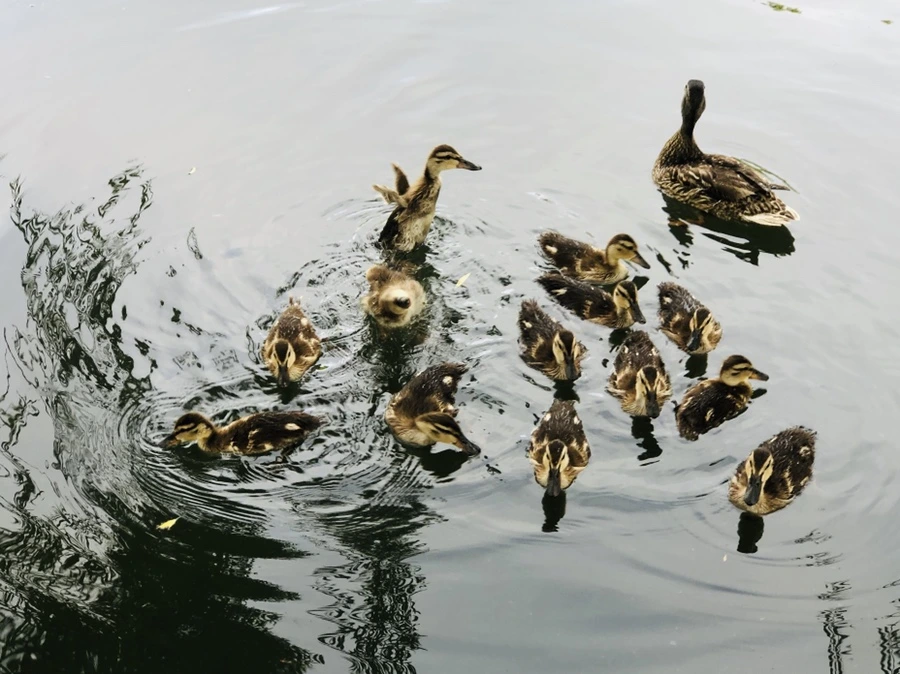 IMG_3140.jpg?type=w966