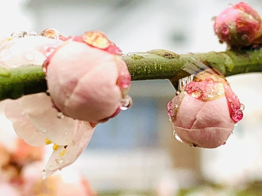 IMG_1952.jpg?type=w966