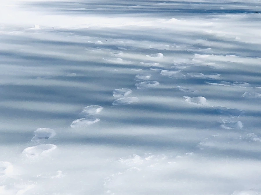 IMG_2990.jpg?type=w966