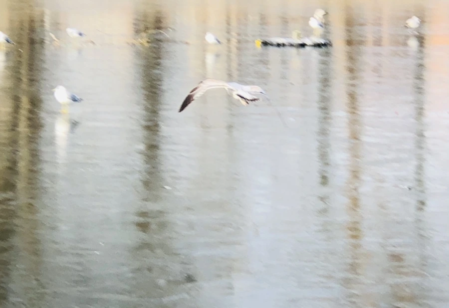 IMG_4698.jpg?type=w966