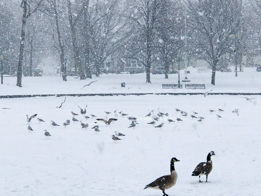 IMG_4230.jpg?type=w966