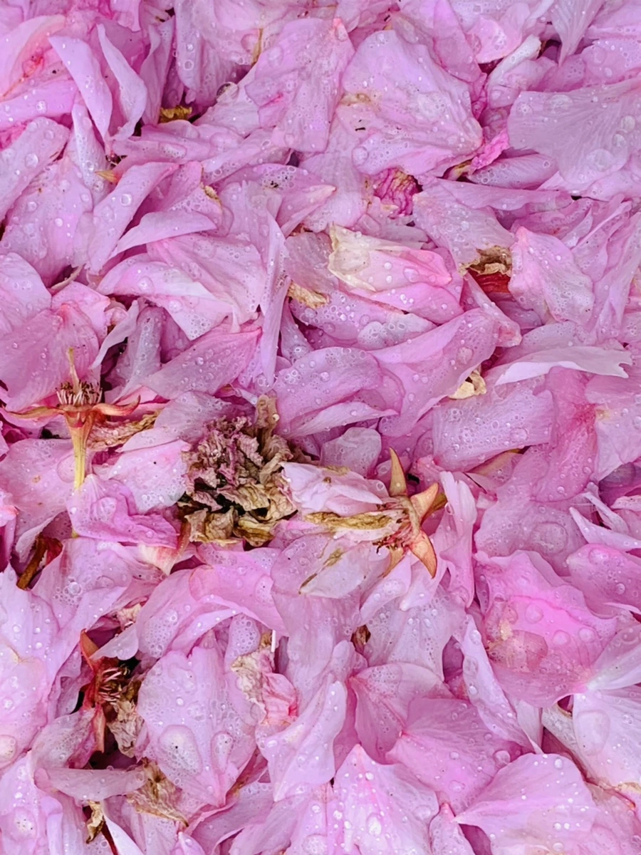 IMG_7274.jpg?type=w966