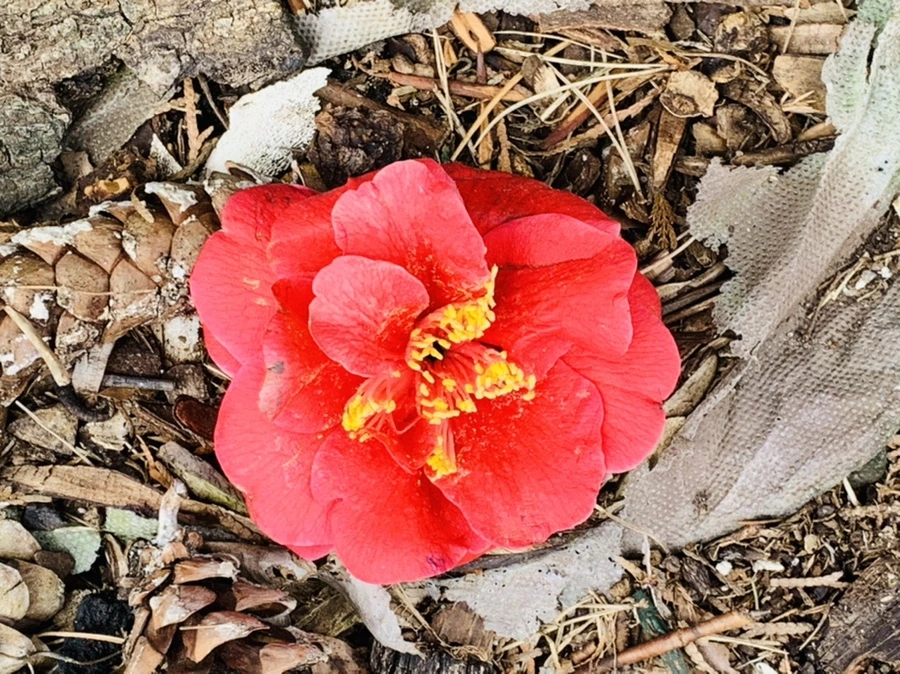 IMG_6623.jpg?type=w966