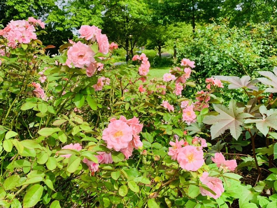 IMG_0542.jpg?type=w966