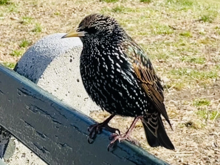 IMG_4924.jpg?type=w966