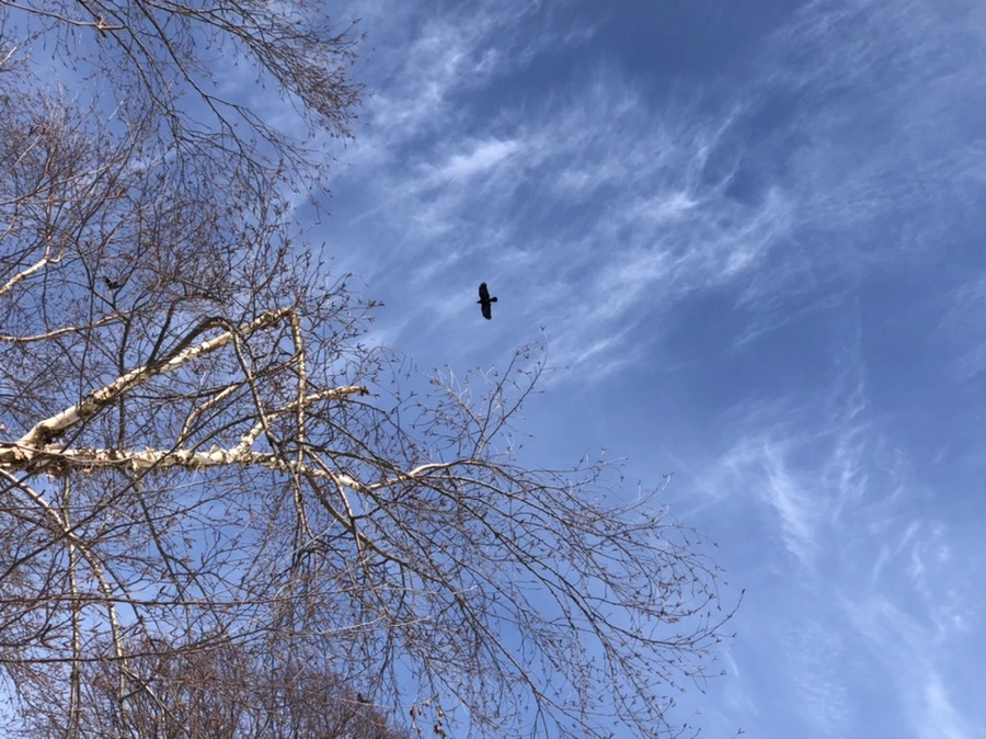 IMG_3103.jpg?type=w966