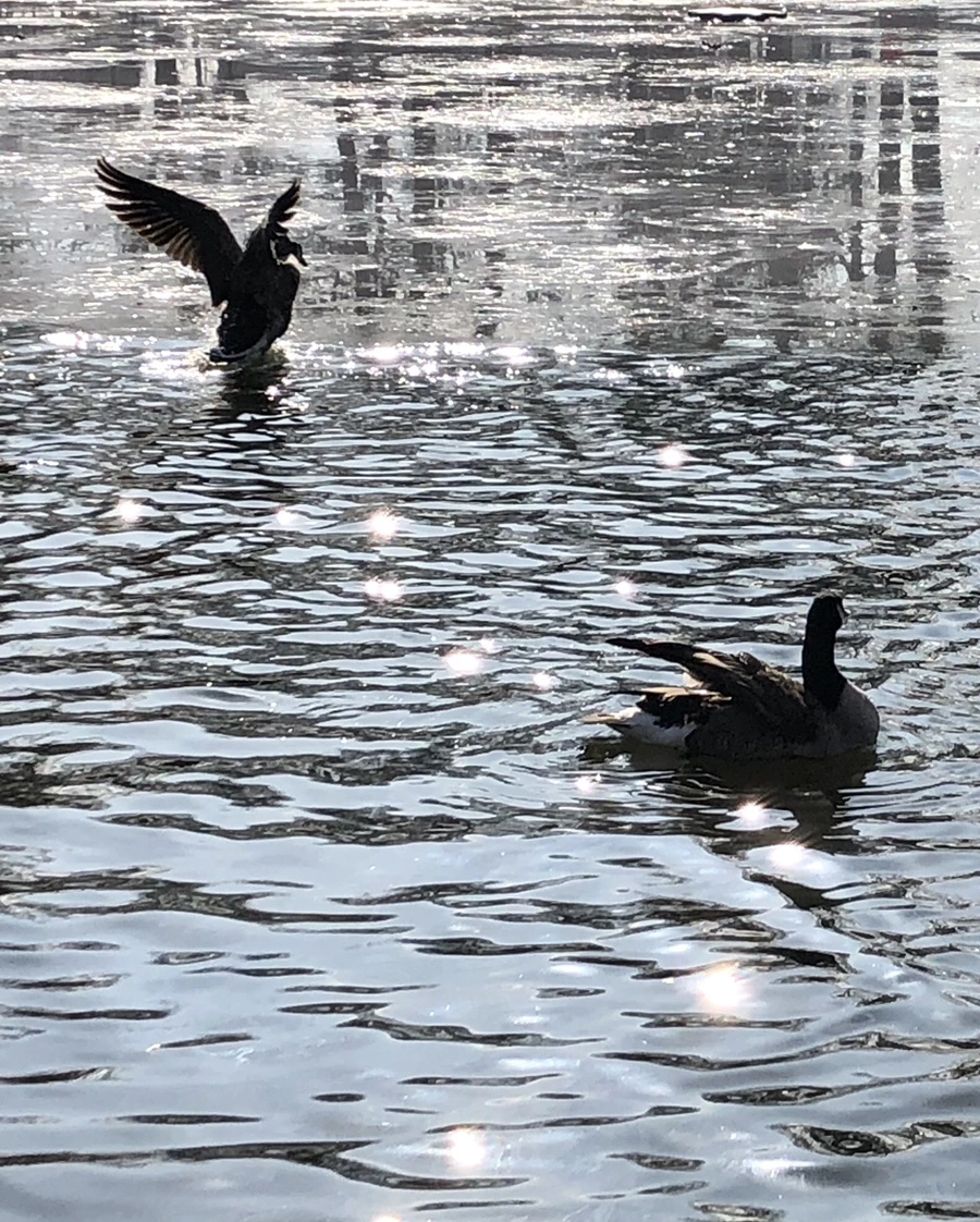 IMG_9260.jpg?type=w966