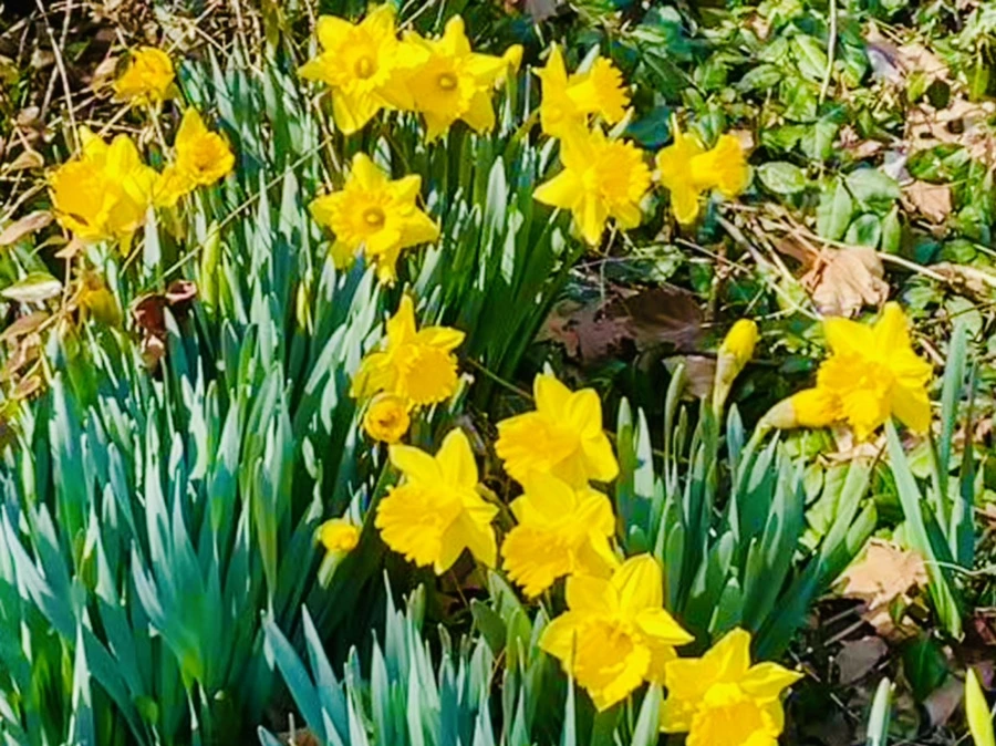 IMG_5639.jpg?type=w966