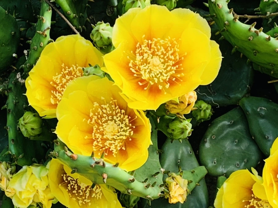 IMG_2677.jpg?type=w966