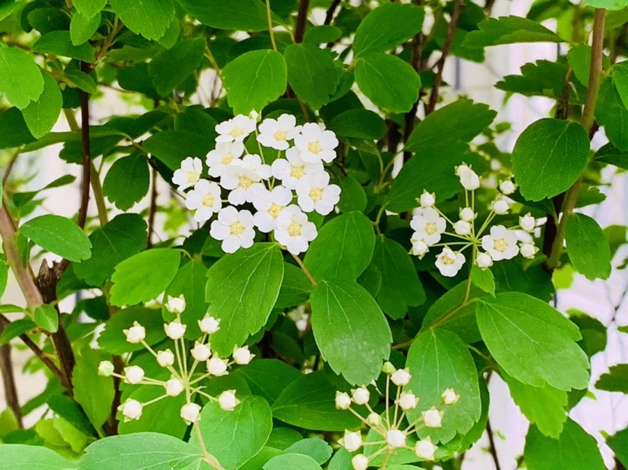 IMG_8936.jpg?type=w966