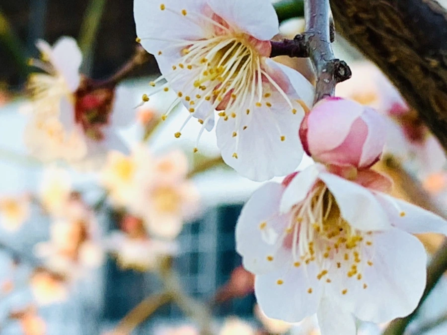 IMG_0905.jpg?type=w966