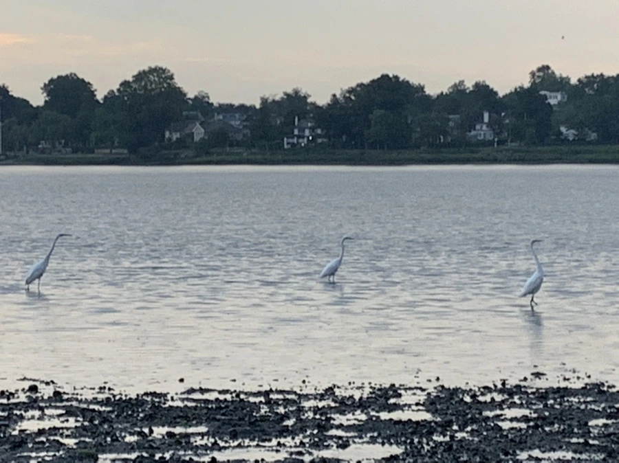 IMG_8141.jpg?type=w966