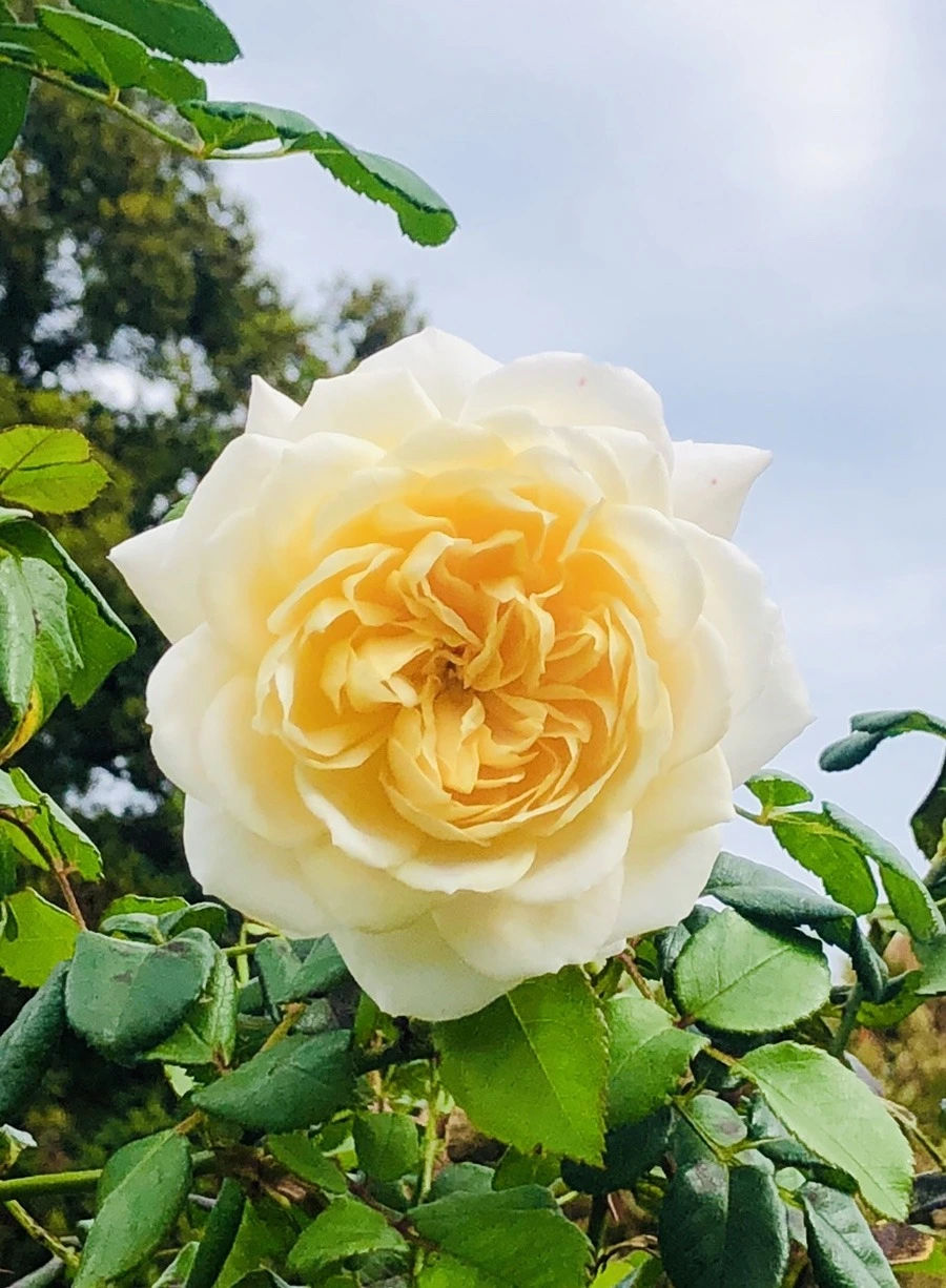 WJ8clh93cMGhRWMJ52MaLU3nsRw