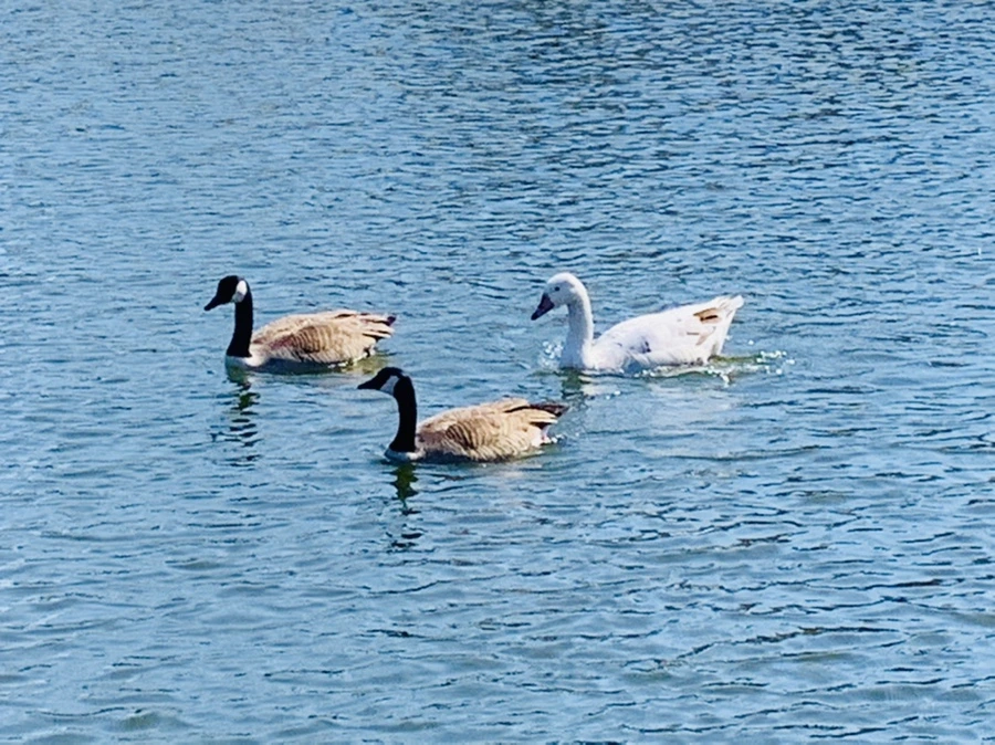 IMG_0075.jpg?type=w966