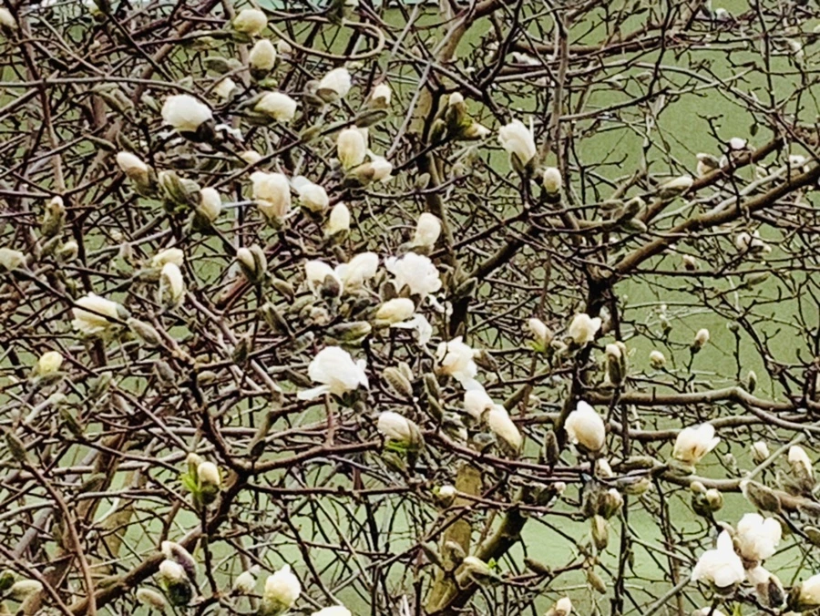 IMG_5322.jpg?type=w966