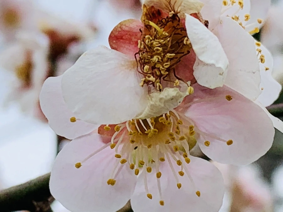 IMG_3555.jpg?type=w966