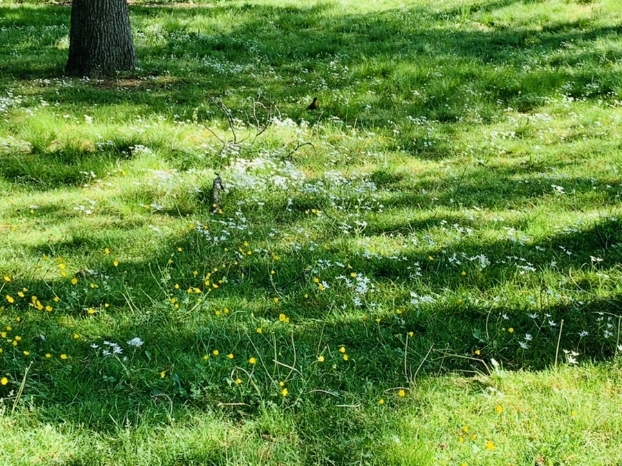 IMG_4419.jpg?type=w966