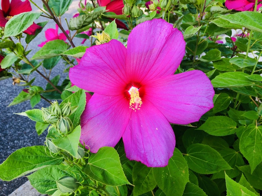 IMG_3564.jpg?type=w966