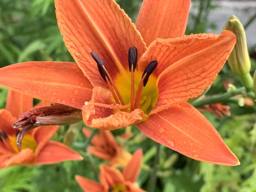 IMG_3590.jpg?type=w966