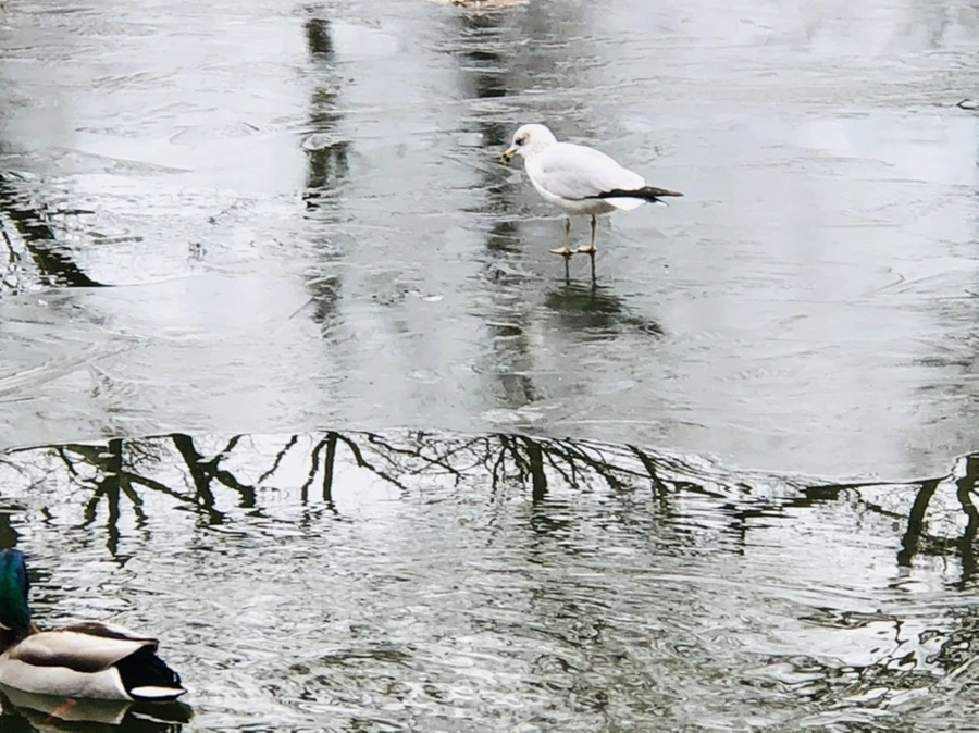 IMG_8997.jpg?type=w966