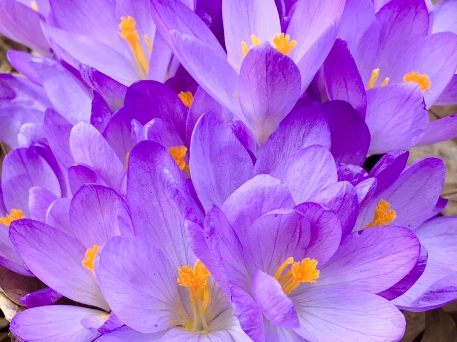 IMG_1233.jpg?type=w966