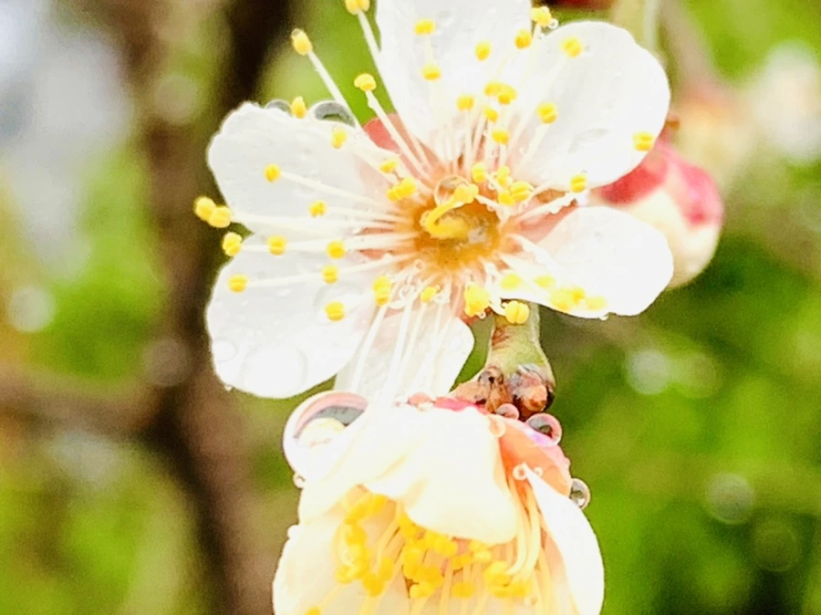 IMG_1972.jpg?type=w966