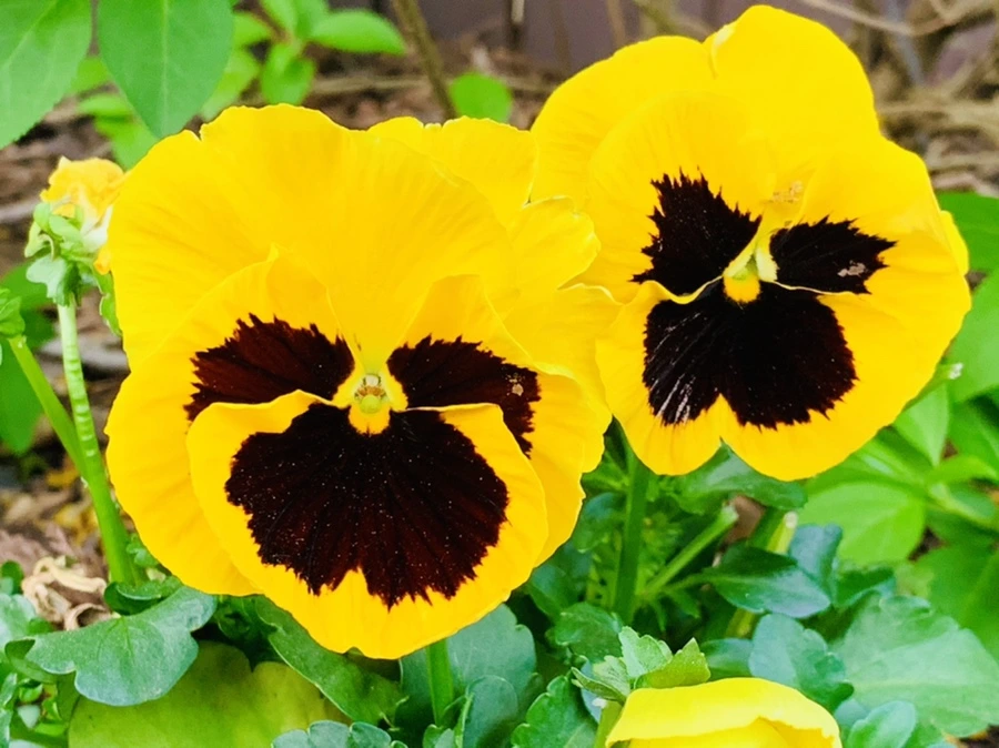 IMG_9045.jpg?type=w966