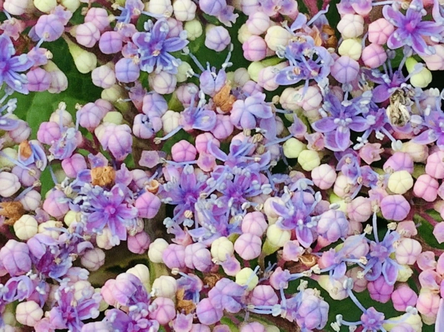 IMG_6052.jpg?type=w966