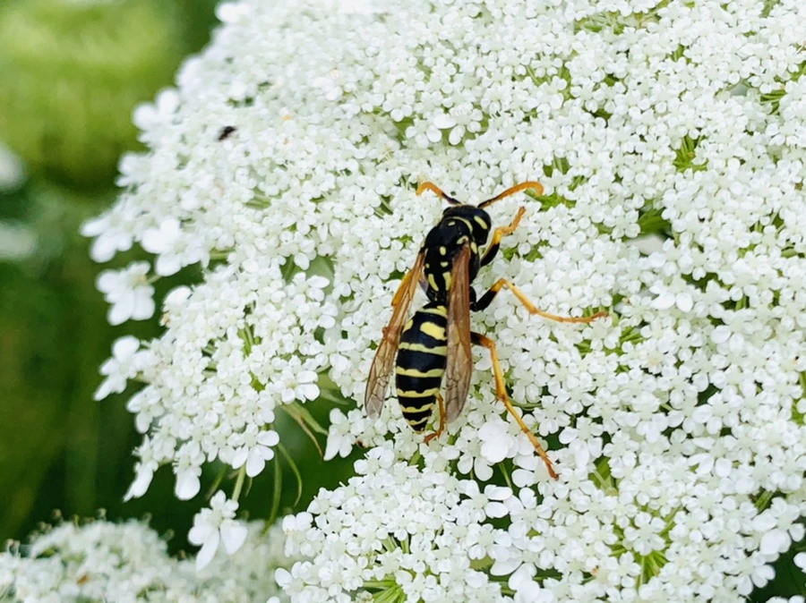 IMG_6845.jpg?type=w966