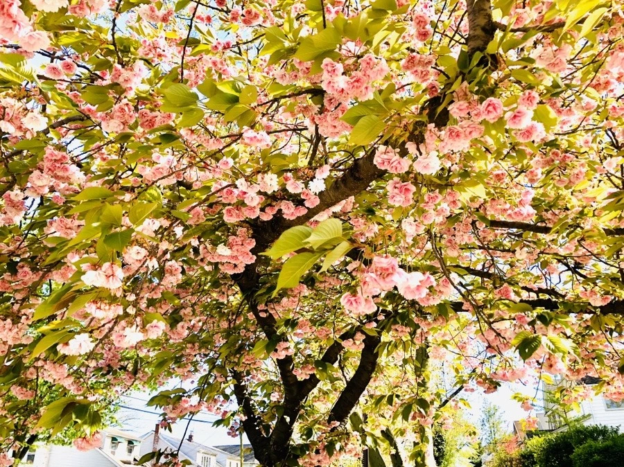 Ai2enZ8hIqJ-j1t1V7HayXYqOrk