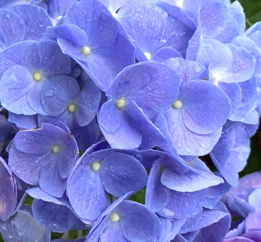 IMG_6198.jpg?type=w966