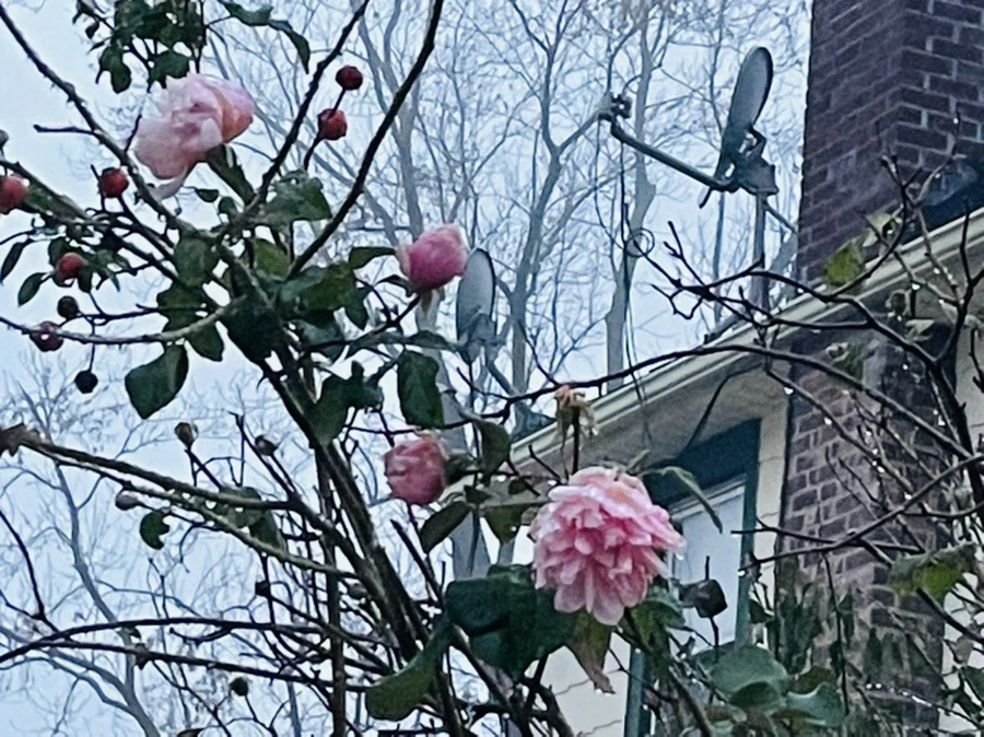 IMG_6381.jpg?type=w966