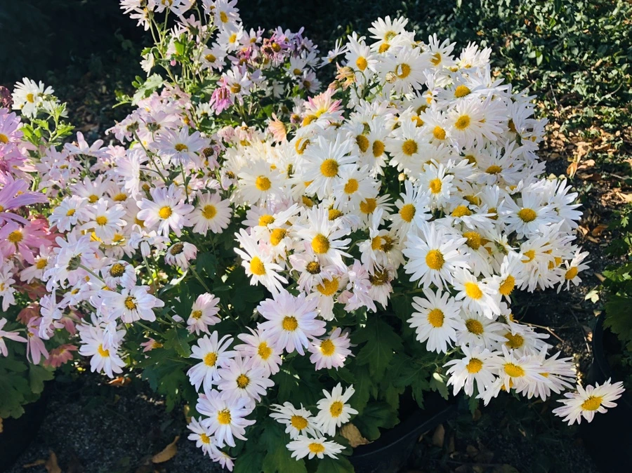 IMG_1957.jpg?type=w966