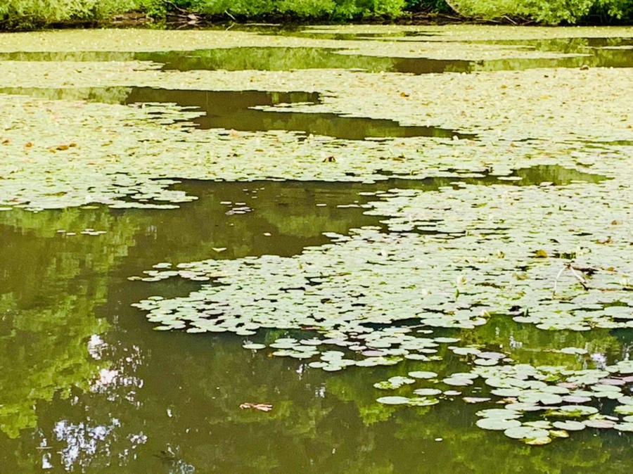 IMG_2978.jpg?type=w966