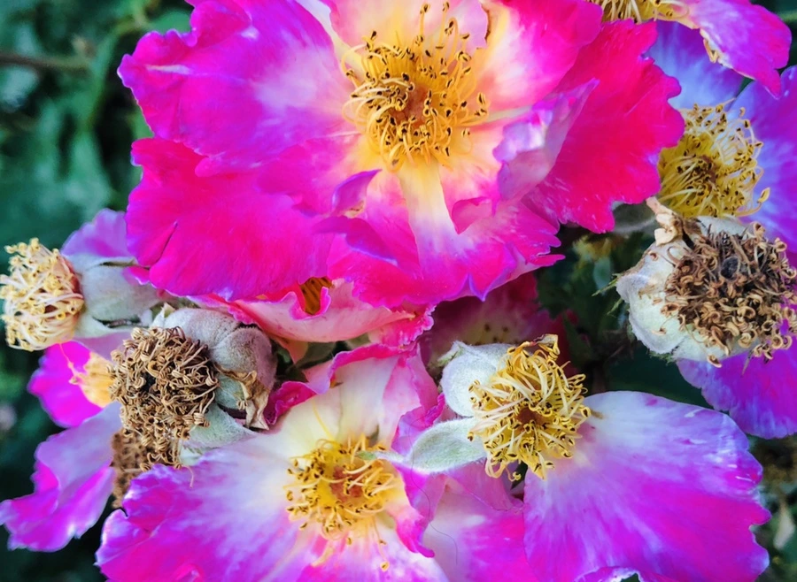 IMG_9644.jpg?type=w966