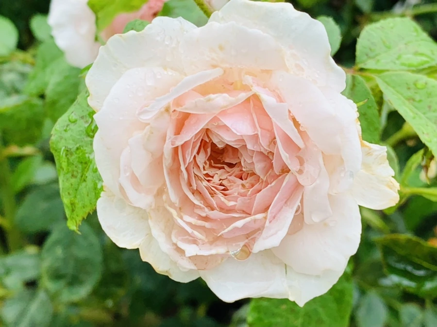 IMG_9767.jpg?type=w966